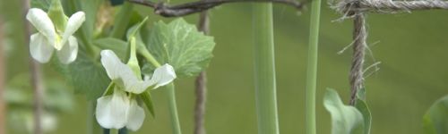 pea vine.jpg